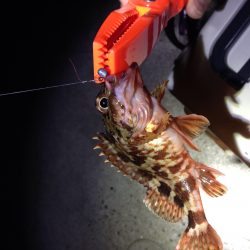 牛が首周辺　常夜灯周りでメバリングでメバル＆ガシラ