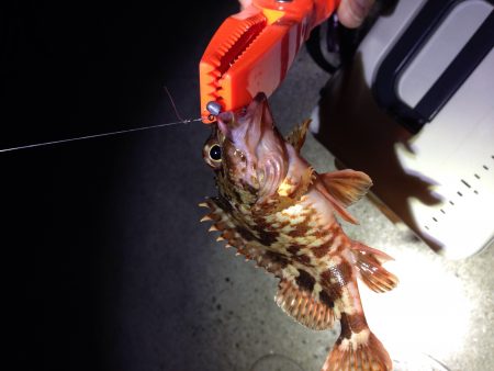 牛が首周辺　常夜灯周りでメバリングでメバル＆ガシラ