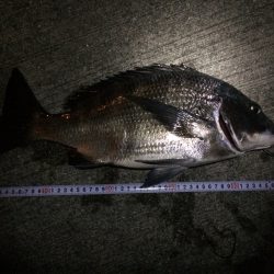 舞洲　初フカセでチヌ47cm！