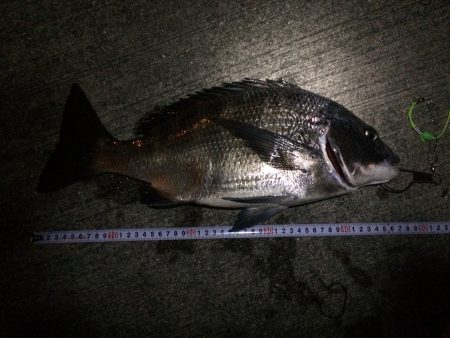 舞洲　初フカセでチヌ47cm！