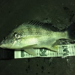 高砂埋立地にて夕まづめからチニング！