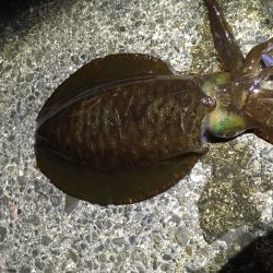 目良漁港　ヤエンでアオリイカ6杯