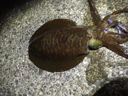 目良漁港　ヤエンでアオリイカ6杯