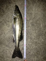 飾磨〜広畑　浮き流しに釣りにハネがきた！