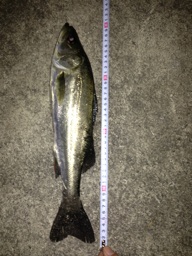 飾磨〜広畑　浮き流しに釣りにハネがきた！