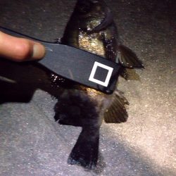 明石港　激シブメバリング