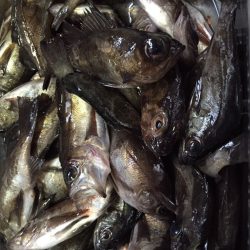 小島漁港　友人とメバリングでメバル狙い