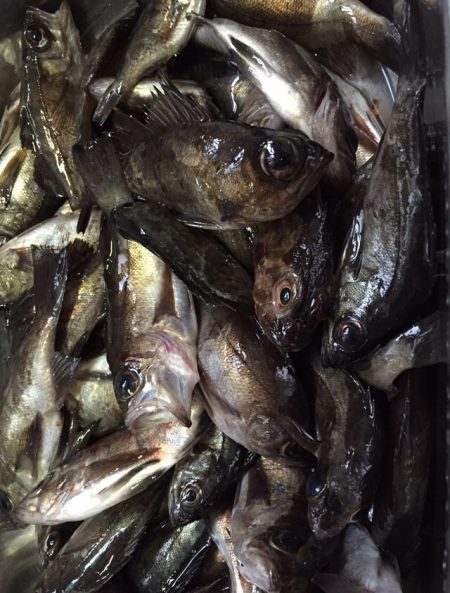 小島漁港　友人とメバリングでメバル狙い