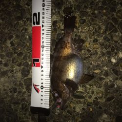 ドリフトで良型メバル