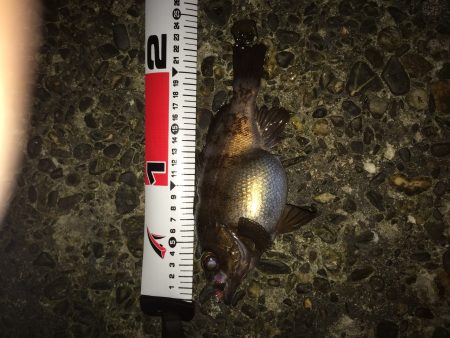 ドリフトで良型メバル