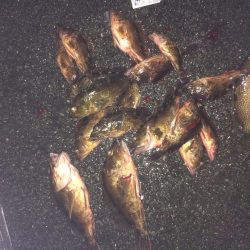 ロックフィッシュ