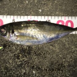 串本港　寒さの中メタルバイブで粘り30にちょい足りない泣き尺サイズのアジの釣果