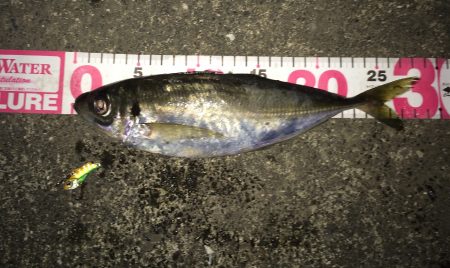 串本港　寒さの中メタルバイブで粘り30にちょい足りない泣き尺サイズのアジの釣果