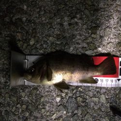 淡路島メバリング2回目