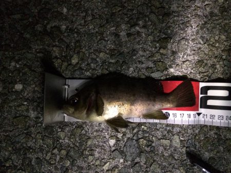 淡路島メバリング2回目