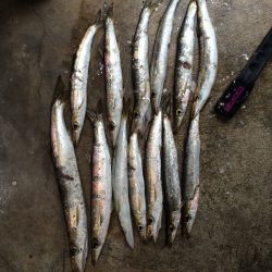 勝浦港でカマスよく釣れてます