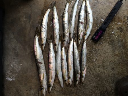 勝浦港でカマスよく釣れてます