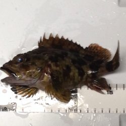 メバルと出会えず