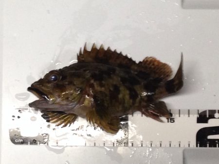 メバルと出会えず