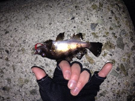 りんくうメバリング