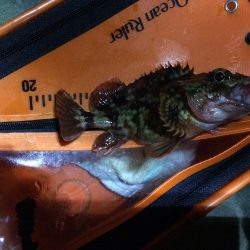 泉南メバリング