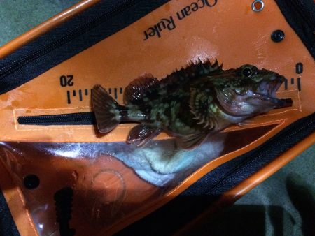 泉南メバリング