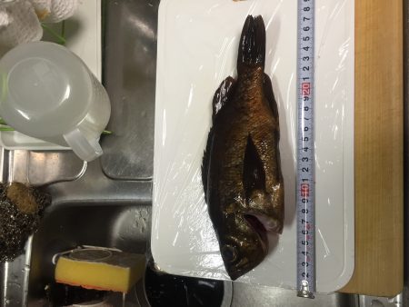 2回目のメバリング