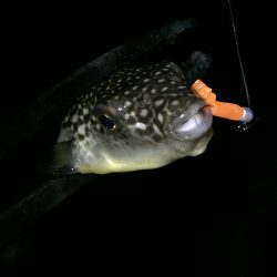 キャロアジング‼︎