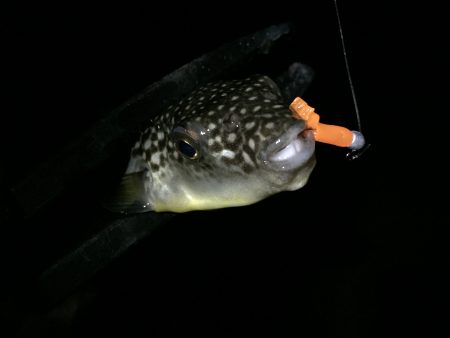 キャロアジング‼︎