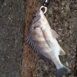 汐見埠頭　真冬のチニング