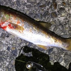 串本港　アジング釣行