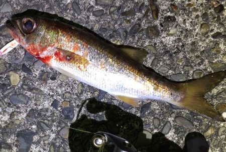 串本港　アジング釣行