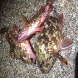 大蔵海岸　短時間のメバリング釣行(´･Д･)」