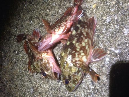 大蔵海岸　短時間のメバリング釣行(´･Д･)」