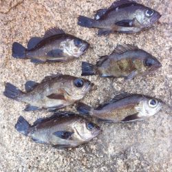 淡路へ初釣り、メバリングで楽しみました