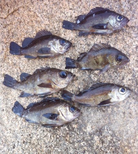 淡路へ初釣り、メバリングで楽しみました