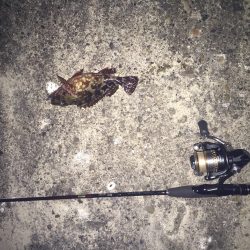 岡田浦漁港　風裏狙いのメバリング釣行