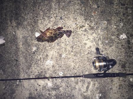 岡田浦漁港　風裏狙いのメバリング釣行