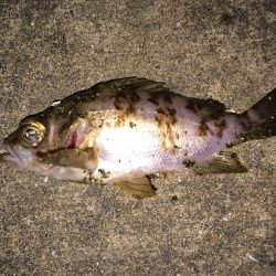 メバル・ガシラ調査のため漁港ランガン