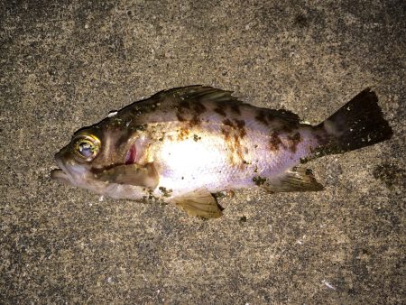 メバル・ガシラ調査のため漁港ランガン