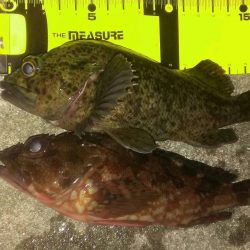 風裏でガシラ釣り