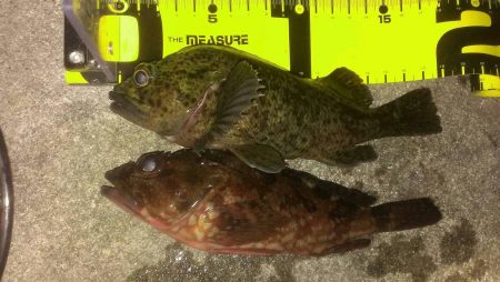 風裏でガシラ釣り