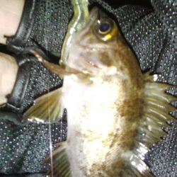 今年の初フィッシュは・・・