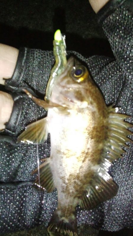 今年の初フィッシュは・・・