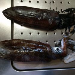 市江地磯でのヤエン釣行