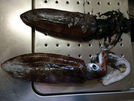 市江地磯でのヤエン釣行