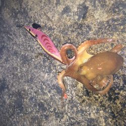泊まり込み釣行２日目はアオリ＆タコ