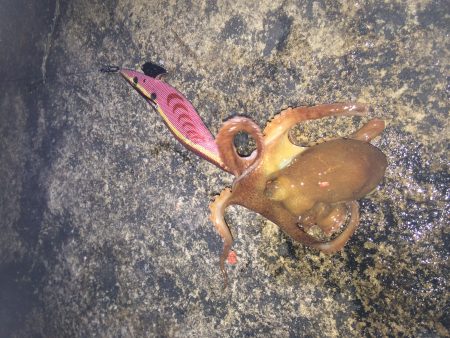 泊まり込み釣行２日目はアオリ＆タコ