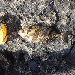 初!!グレ狙い。でも癒してくれるのはガシラでした。