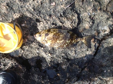 初!!グレ狙い。でも癒してくれるのはガシラでした。